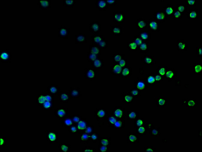 CD19 antibody