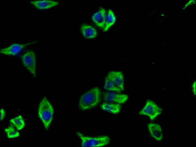 CD19 antibody