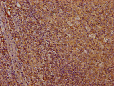 CD19 antibody