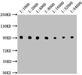 CD19 Monoclonal Antibody