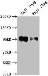 CD19 antibody