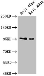 CD19 antibody