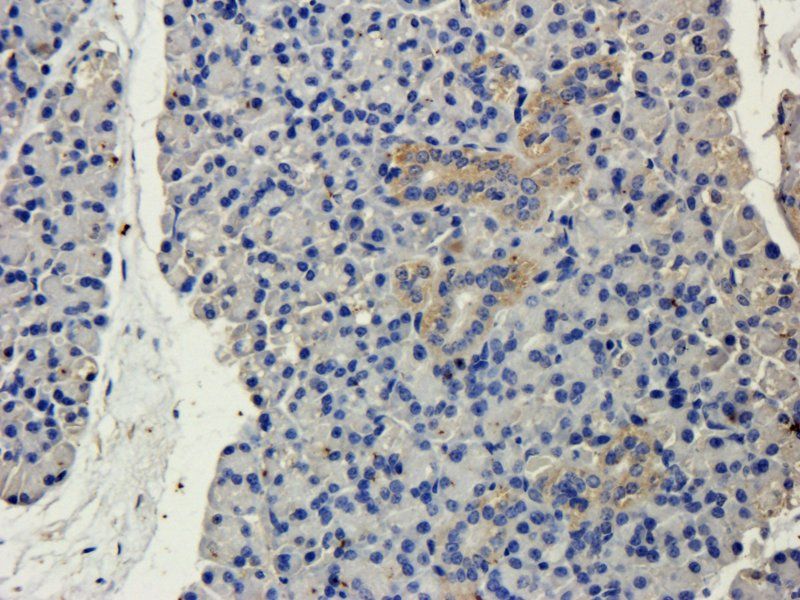 CD19 antibody