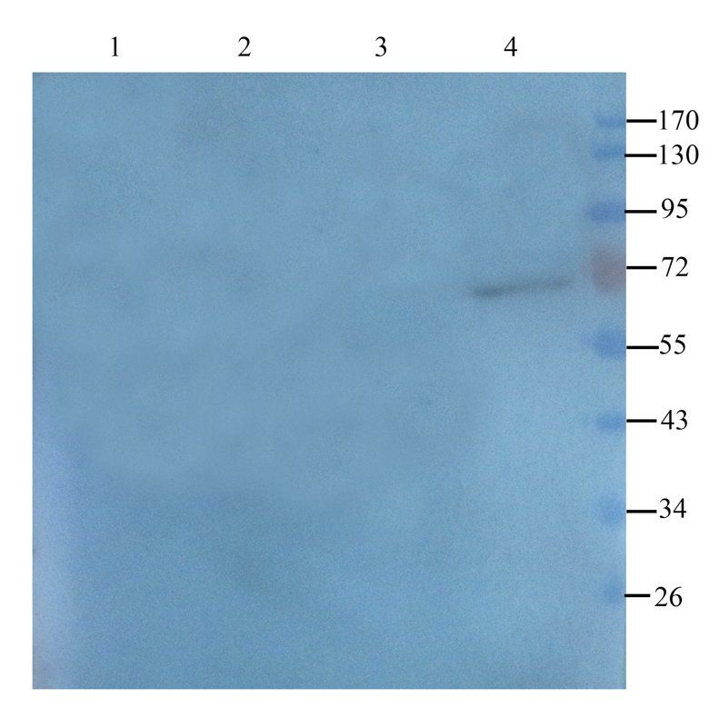 CD19 antibody