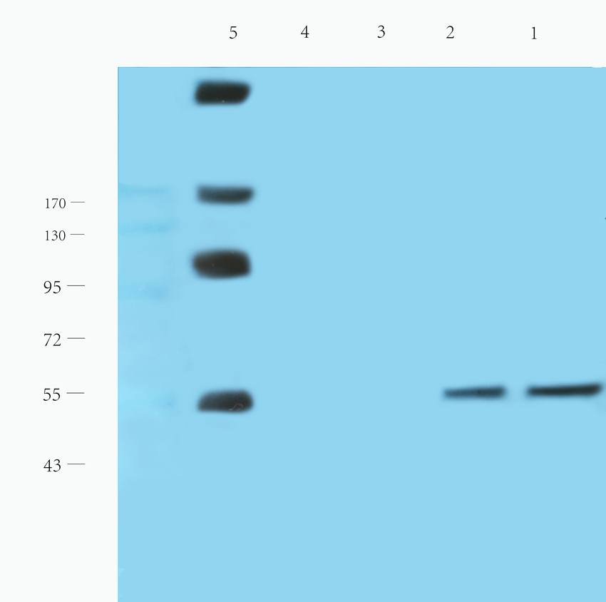 CD19 antibody