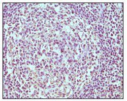 CD19 Antibody