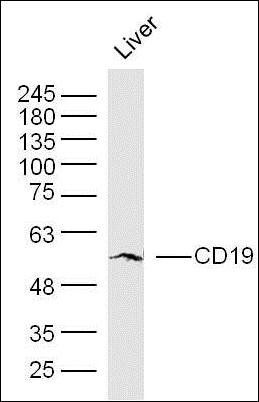 CD19 antibody