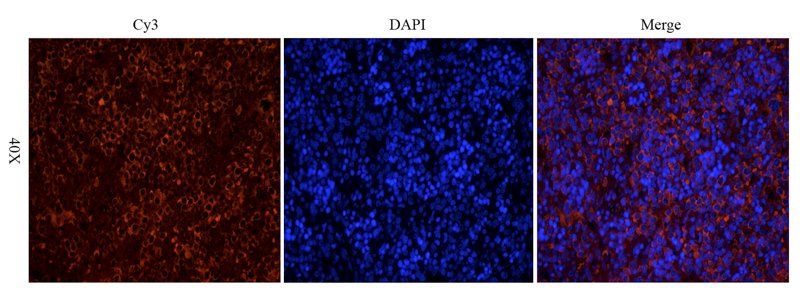 CD19 antibody