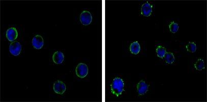 CD19 Antibody