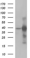 CD1C Antibody