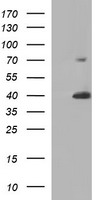 CD1C Antibody