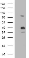 CD1C Antibody