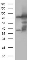 CD1C Antibody