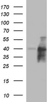 CD1C Antibody