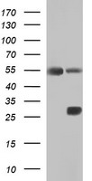 CD1C Antibody