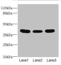 CD1C Antibody