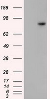CD2 Antibody