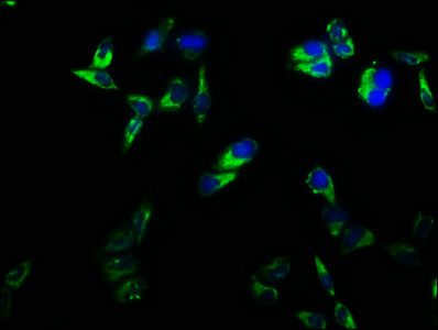 CD2 Antibody