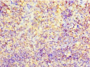 CD2 Antibody