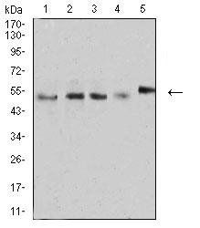 CD2 Antibody