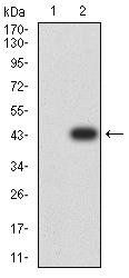 CD2 Antibody