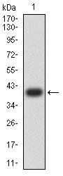 CD2 Antibody