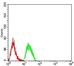 CD2 Antibody