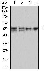 CD2 Antibody