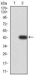 CD2 Antibody