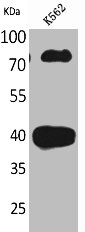 CD2 Antibody