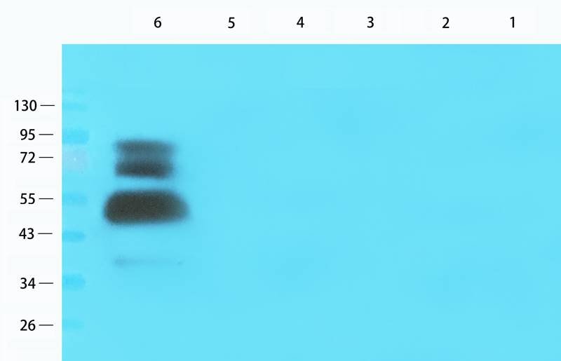 CD200 antibody