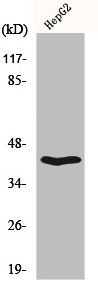 CD200R1 antibody