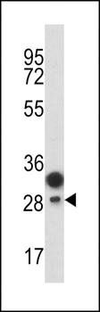 CD201 antibody