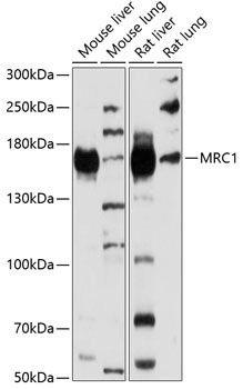 CD206 antibody