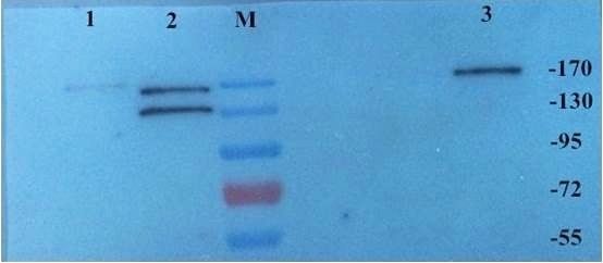 CD206 antibody