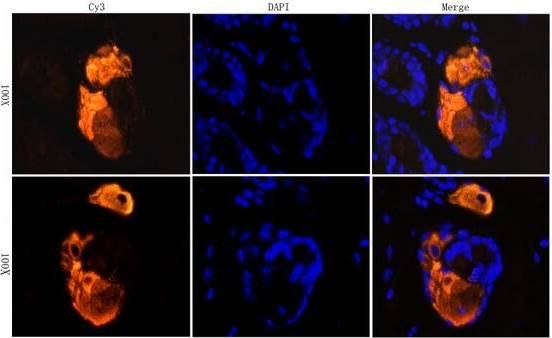 CD206 antibody