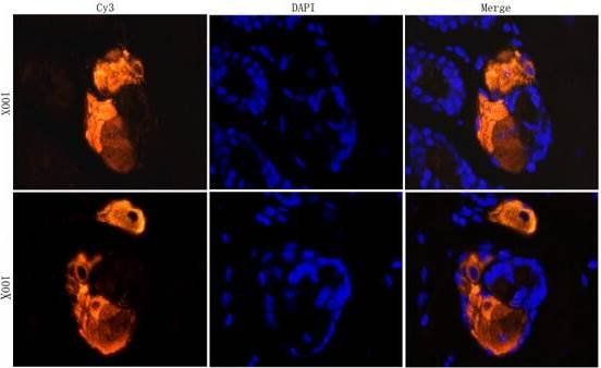 CD206 antibody