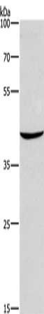 CD207 antibody