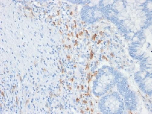 CD209 antibody