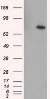 CD21 Antibody