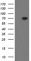CD22 Antibody