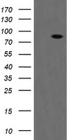 CD22 Antibody