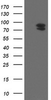 CD22 Antibody