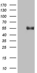 CD22 Antibody