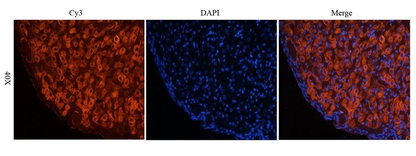 CD222 antibody