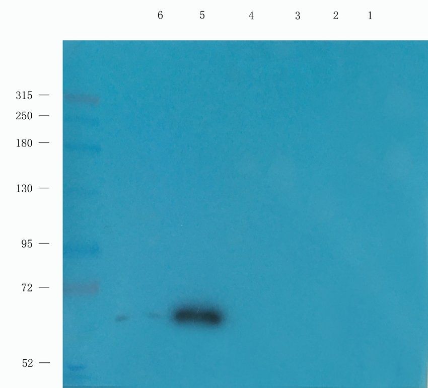 CD222 antibody