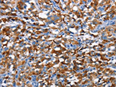 CD226 Antibody