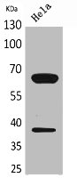 CD226 Antibody
