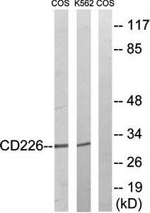 CD226/DNAM-1 (Ab-329) Antibody