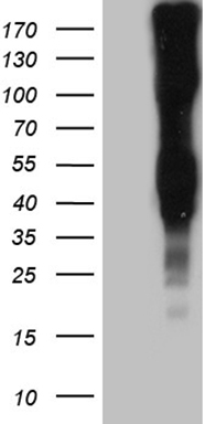 LY9 Antibody